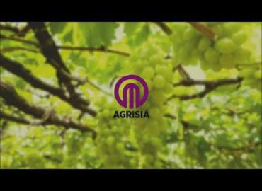 Grape Farmer from Jamakhandi, Bagalakot Sees Amazing Results with Agrisia Embit!