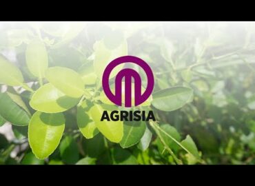 Farmer Shares Amazing Results with Agrisia Furnas Premium Combi & Apsilon!