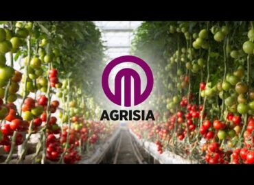 Remarkable Tomato Growth Story | Vimlesh Yadav from Balrampur